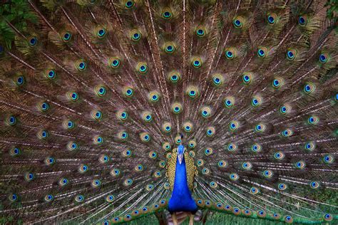 photography   peacock national bird  india