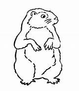 Coloring Groundhog Pages Animals Kids Printable Cliparts Clipart Kb Cold Event Library Popular Clip Favorites Add sketch template