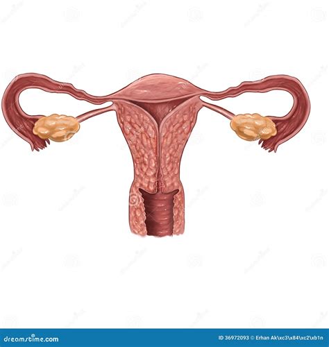 illustrazione dellapparato genitale femminile illustrazione  stock illustrazione