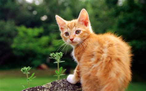 small beautiful red cat   stone wallpapers  images wallpapers