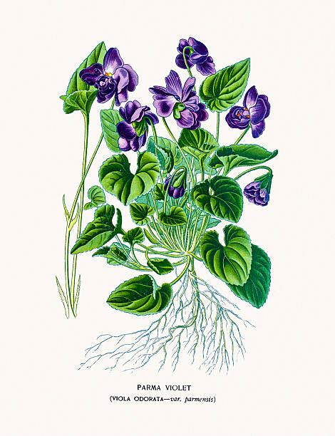 Sweet Violet Illustrations Royalty Free Vector Graphics And Clip Art