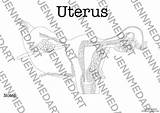 Uterus Medical sketch template