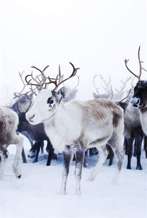 reindeer animals photo  fanpop