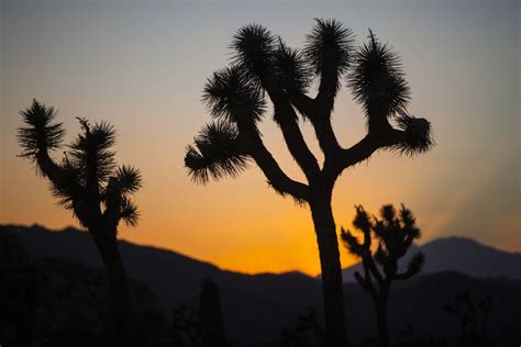 california s joshua tree park sees big surge in popularity