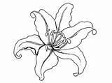Lily Flower Coloring Pages Flowers Tiger Drawing Printable Lilies Clip Colouring Tattoo Color Print Clipart Drawings Draw Lilium sketch template
