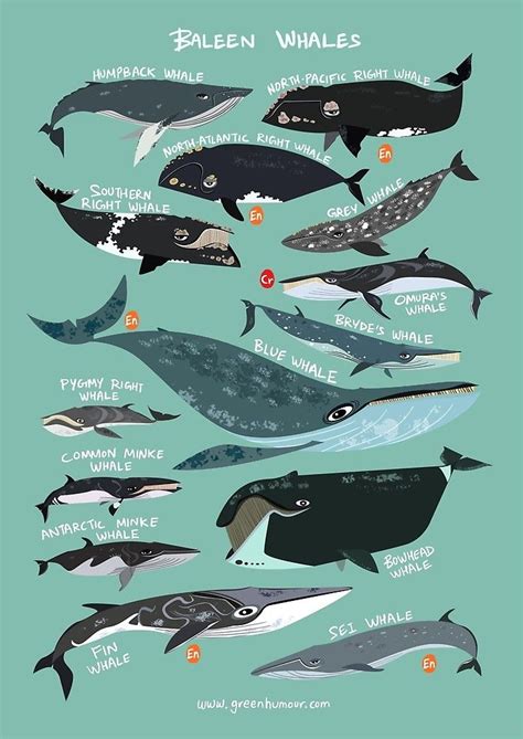 baleen whales  rohanchak baleen whales whale species whale art