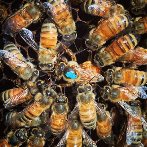 Raising Queen Bees How To Raise Queen Bees With The