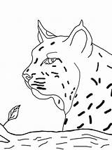 Bobcat Coloring Pages Print Color Face Easy Kids Cub Scout Getdrawings Template Getcolorings Drawing Printable sketch template