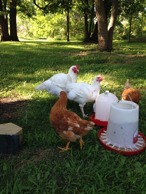 Help Do Broiler White Lay Eggs Backyard Chickens Learn How To