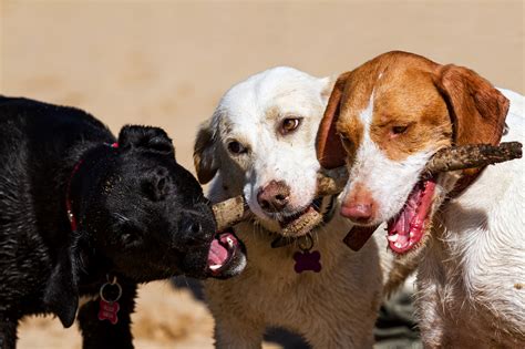 important benefits  group training socialization  dogs