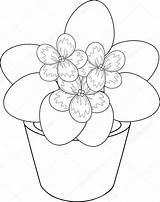 Violet African Pot Coloring Flower Drawing Illustration Stock Getdrawings Vector Preview sketch template