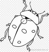 Escarabajos sketch template