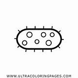 Bacteria Coloring Pages sketch template
