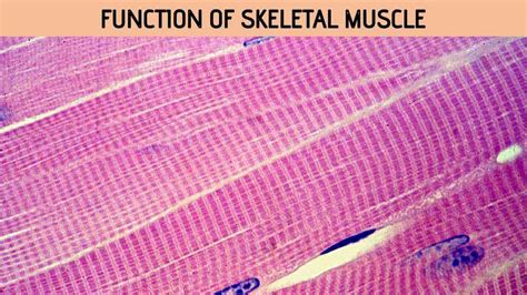 skeletal muscle function rajus biology
