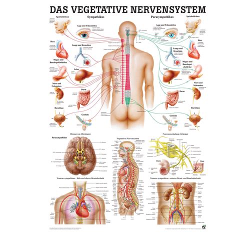 anatomische lehrtafel das vegetative nervensystem posterwissende