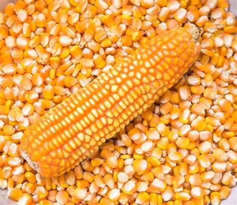 yellow maize yellow corn  sale worldwide buy yellow maize