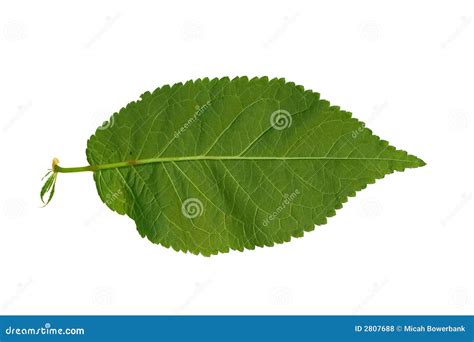 leaf  stock photo image  leaves fallen leaf close