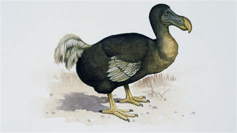 Scientists Say Dodo Birds May Actually Have Been Pretty