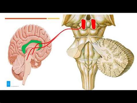 red nucleus part   brain    characteristics