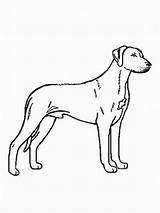 Ridgeback Rhodesian Hunde Malvorlage Malvorlagen sketch template