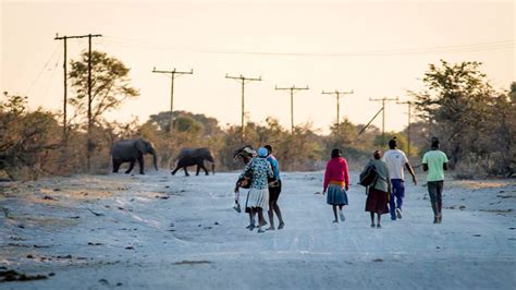 in botswana texas aandm researchers are helping people and elephants