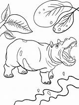 Hippopotamus Pages Coloring sketch template