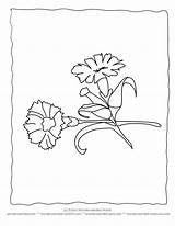 Carnation Flower Getdrawings Drawing Coloring sketch template