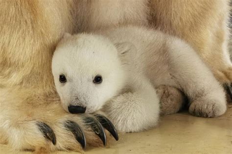 playful baby polar bear test  wobbly legs  explore  home