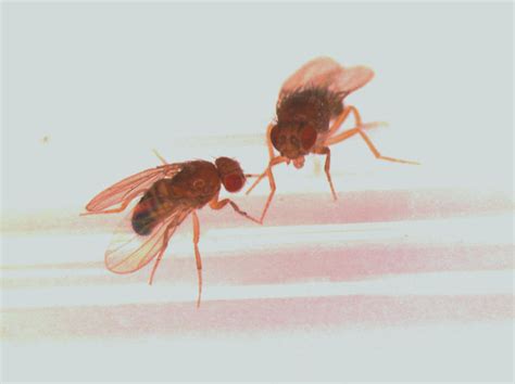 fruit flies with better sex lives live longer the
