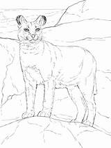 Coloring Caracal Pages Printable Categories African sketch template