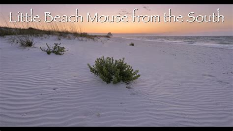 beach mouse   south trailer youtube