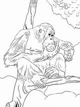 Orangutan Ape Colouring Onlinecoloringpages sketch template