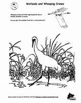 Coloring Crane Comments Whooping sketch template