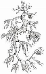 Coloring Dragon Sea Leafy Tattoo Seahorse Drawing Seadragon Pages Dragons Drawings Horse Coral Creatures Animals Designlooter Designs Paintings Water Ocean sketch template