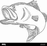 Barramundi Drawing Bass Sea Alamy Fish Stock Doodle Asian Illustration Jumping sketch template