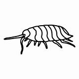 Draw Woodlouse Step Animals Learn sketch template