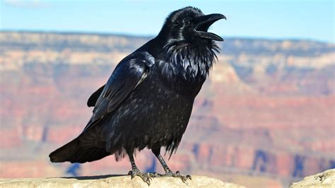 Ravens Grand Canyon National Park U S National Park Service