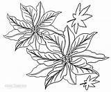 Poinsettia Coloring Pages Flower Cool2bkids Print Getdrawings Printable Getcolorings sketch template