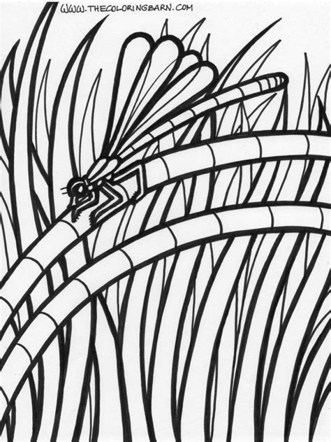 coloring pages rainforest coloring home