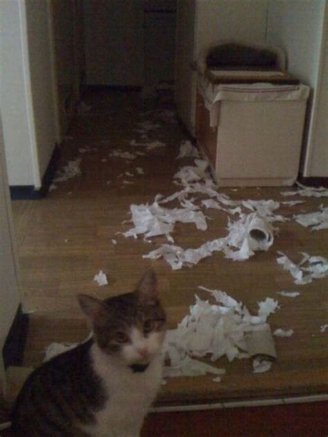 cats destroying   pics