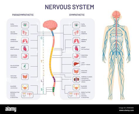 menschliches nervensystem sympathische und parasympathische nerven
