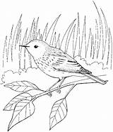 Uccelli Stampare Colora Pássaros 2450 sketch template