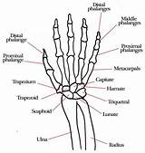 Bones Wrist Hand Anatomy Diagram Skeleton Carpal Arm Drawing Ligaments Joint Chart Movements Tendons Labels Diagrams Google Medicinebtg Joints Other sketch template