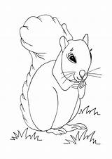 Squirrel Coloring Pages Cute Printable Squirrels Allfreekidscrafts Kids Choose Board Dog Animal sketch template