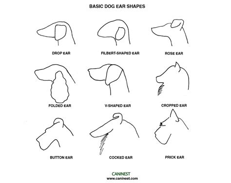 dog ear shape cheat sheet