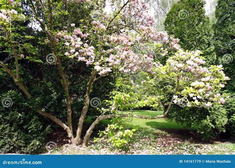 spring   park stock image image  outdoor park