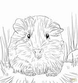 Guinea Coloring Pages Pig Baby Getdrawings Cute sketch template