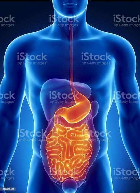 anatomía del sistema digestivo humano foto de stock y más banco de