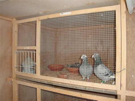 pin  wim willemsen  interieur duivenhok pigeon loft design pigeon loft loft design