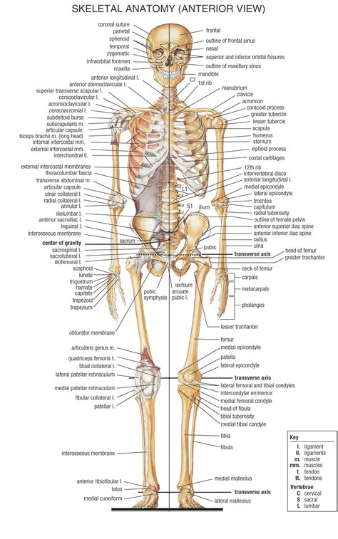 anatomy personal training